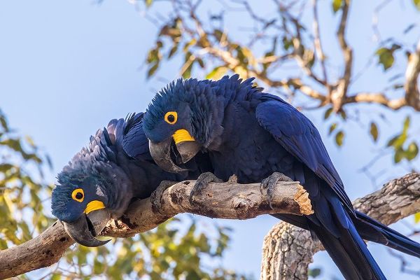Brazil-Pantanal Hyacinth macaw pair in tree